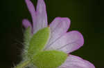 Dovefoot geranium